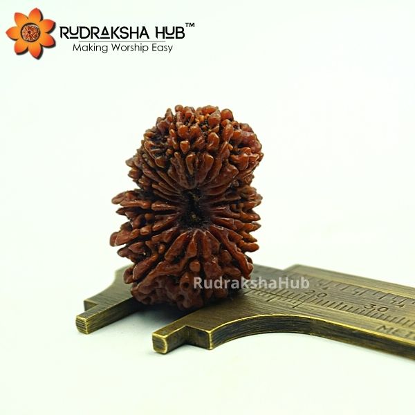 17 Mukhi Rudraksha