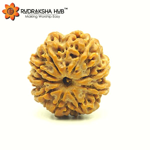 9 Mukhi Rudraksha