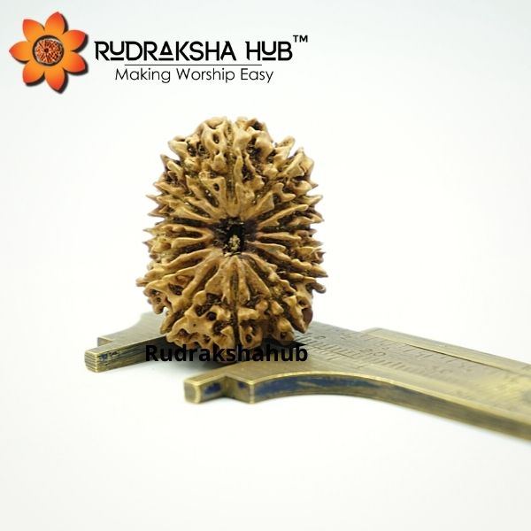 15 Mukhi Rudraksha