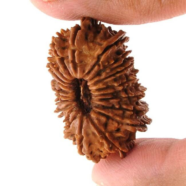 20 Mukhi Rudraksha