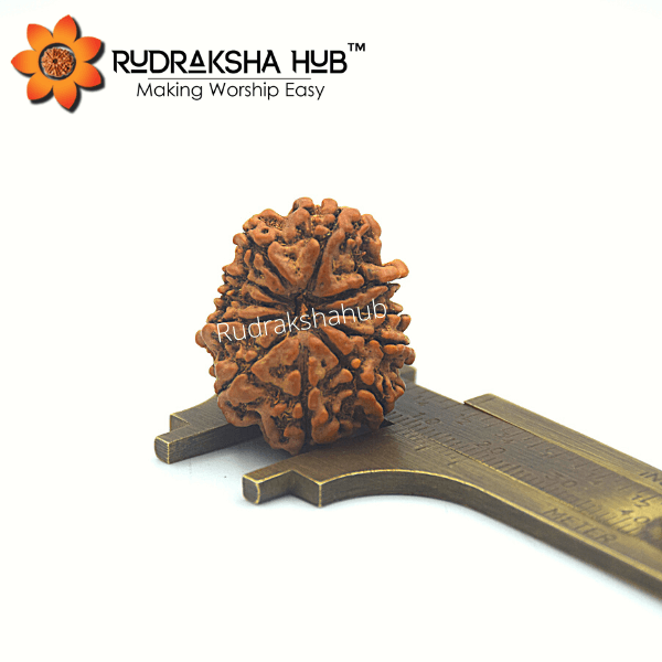 11 Mukhi Rudraksha