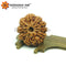 10 Mukhi Rudraksha