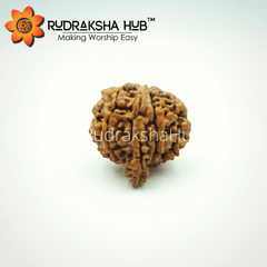 Ganesha Rudraksha
