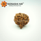 Ganesha Rudraksha