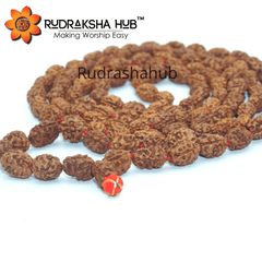 3 Mukhi (Face) Mala