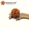 6 Mukhi Rudraksha