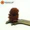 17 Mukhi Rudraksha