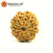 9 Mukhi Rudraksha