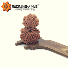 Gauri Shankar Rudraksha