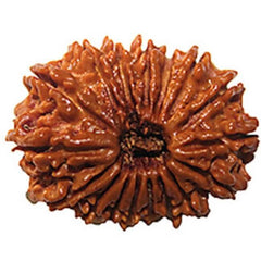 18 Mukhi Rudraksha