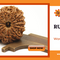 Rudraksha