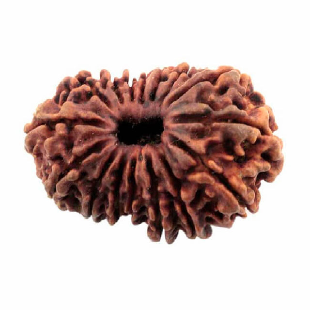 16 Mukhi Rudraksha