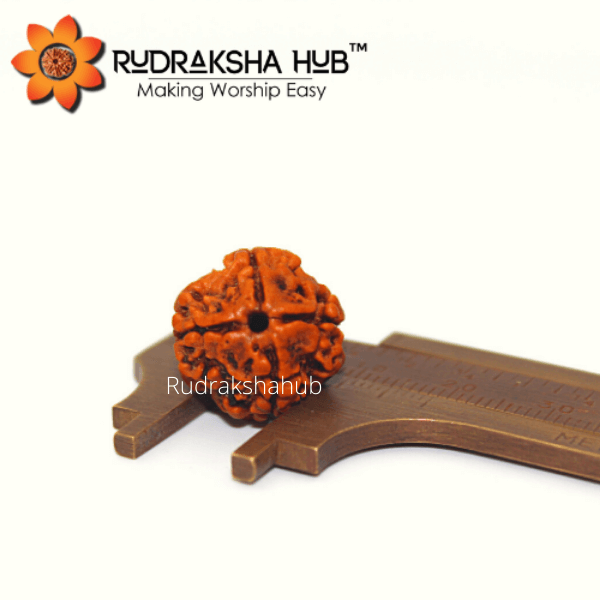 4 Mukhi Rudraksha