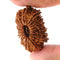 20 Mukhi Rudraksha