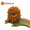 12 Mukhi Rudraksha