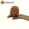 14 Mukhi Rudraksha