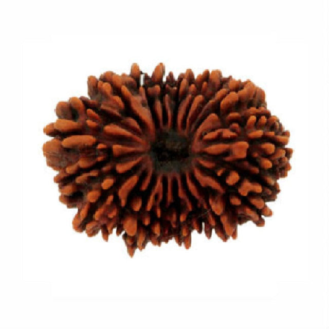 21 Mukhi Rudraksha
