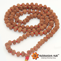 10 Mukhi(Face) Rudraksha Mala