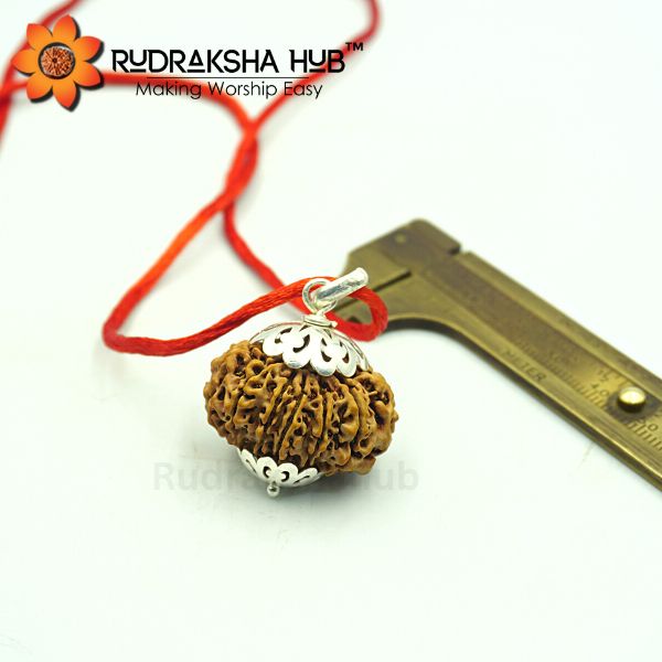 13 Mukhi Nepali Rudraksha Pendant
