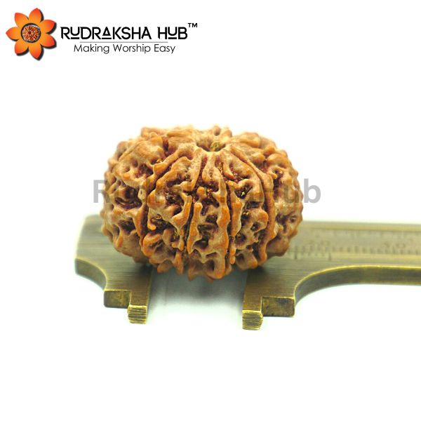 10 Mukhi Rudraksha (Nepali)