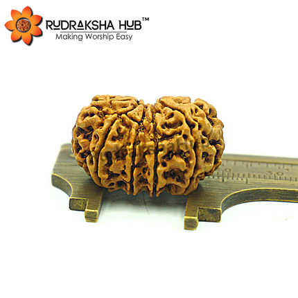 11 Mukhi Rudraksha (Nepali)