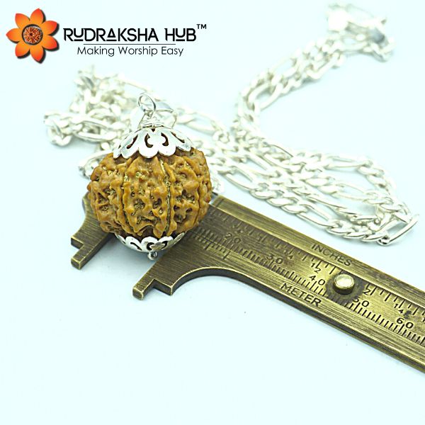 9 Mukhi Nepali Rudraksha In Pure Silver Chain