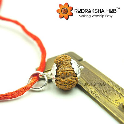 17 Mukhi Rudraksha (Indonesian)