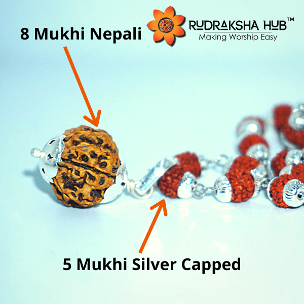 8 Mukhi Rudraksha in Silver Mala
