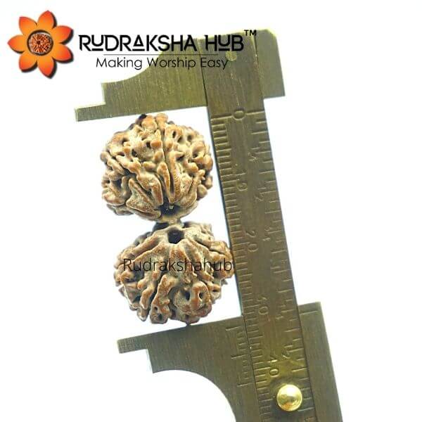 10 Mukhi Gauri Shankar Rudraksha (Nepali)