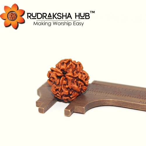 4 Mukhi Rudraksha (Nepali)