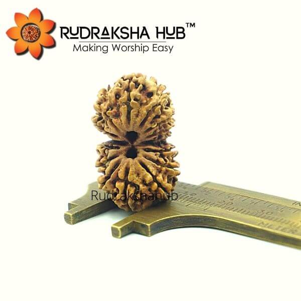 14 Mukhi Gauri Shankar Rudraksha Collector Bead (Nepali)
