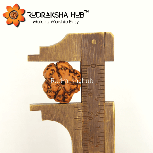 3 Mukhi Nepali Rudraksha