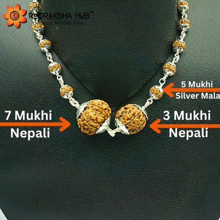 Rudraksha for Health and Success
