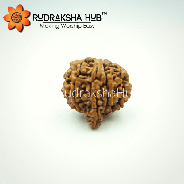7 Mukhi Ganesha Rudraksha (Nepali)