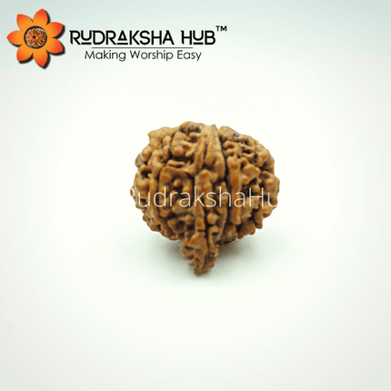 Rudraksha