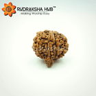 Rudraksha
