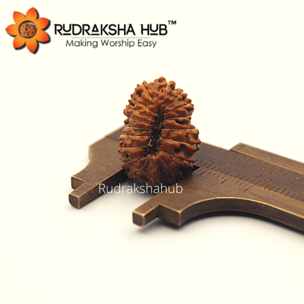18 मुखी रुद्राक्ष (इंडोनेशियाई)