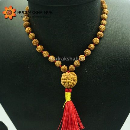 Rudraksha For Digestion