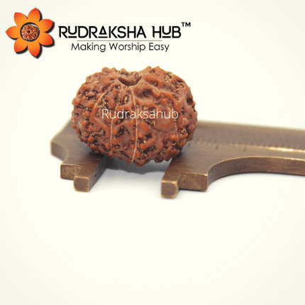 11 Mukhi Rudraksha (Indonesian)