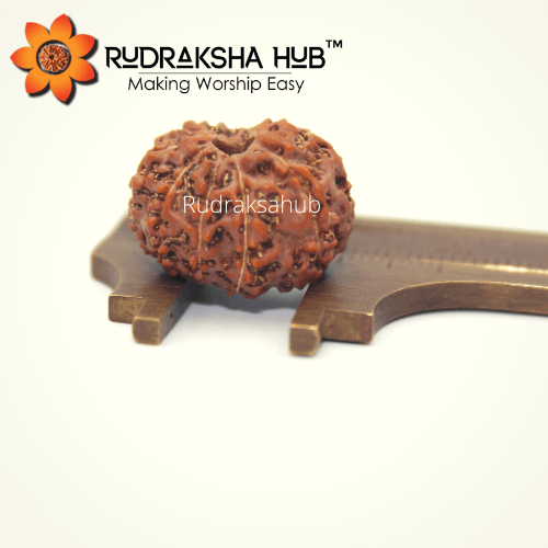 11 Mukhi Rudraksha (Indonesian)