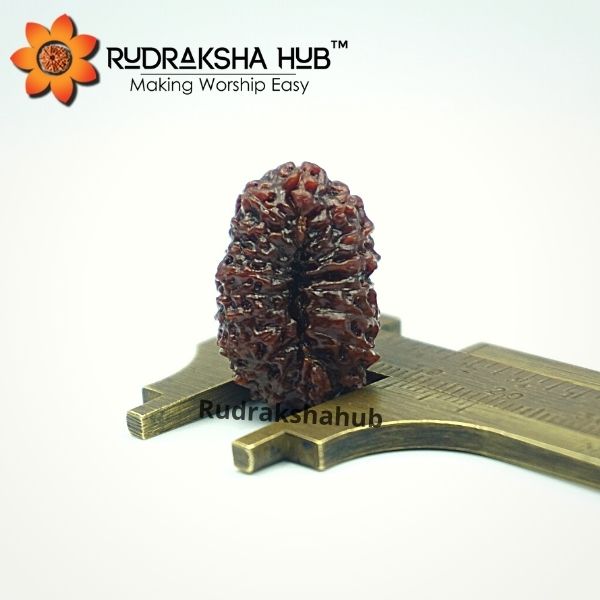 16 मुखी रुद्राक्ष (इंडोनेशियाई)
