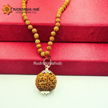 Rudraksha for Health