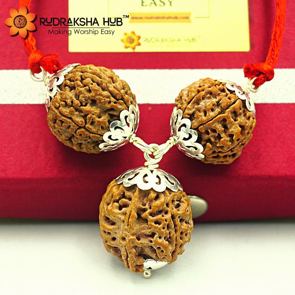 Rudraksha for Financial Knowledge