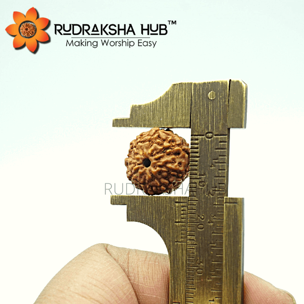 8 Mukhi Rudraksha (Indonesian)