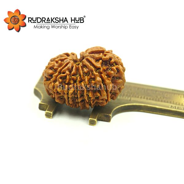 12 Mukhi Rudraksha Collector Size