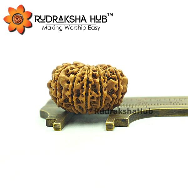 12 Mukhi Rudraksha (Nepali)