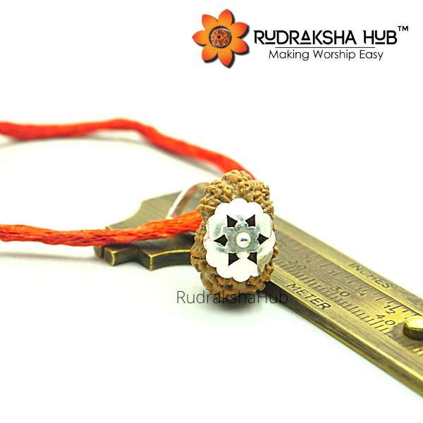 17 Mukhi Rudraksha (Indonesian)