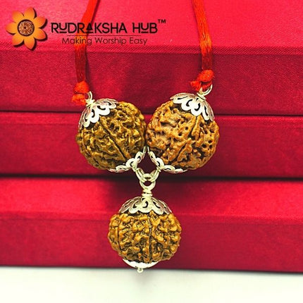 व्यापार वृद्धि के लिए रुद्राक्ष