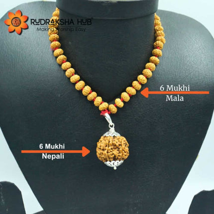6 Mukhi Rudraksha Gurumala