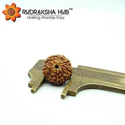 9 मुखी रुद्राक्ष (इंडोनेशियाई)